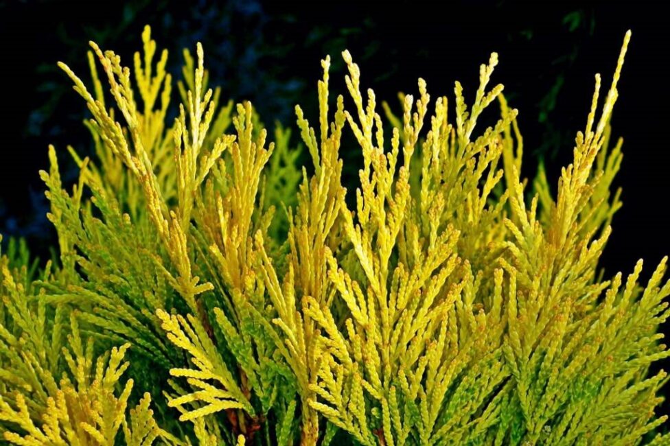 Bezpieczne odstępy między tują a granicą działki