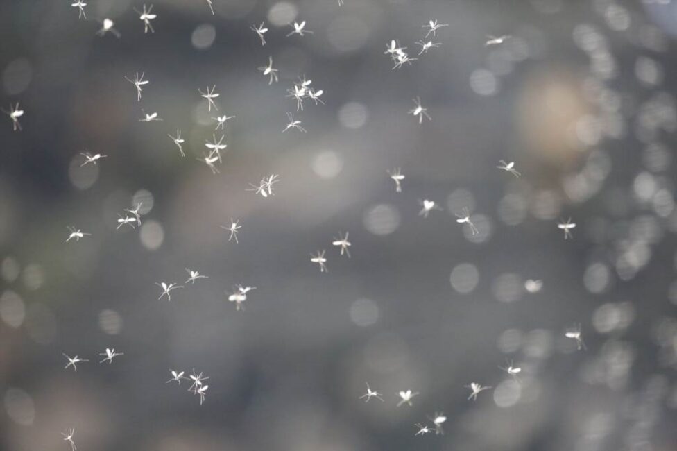 Feromony dla komarów