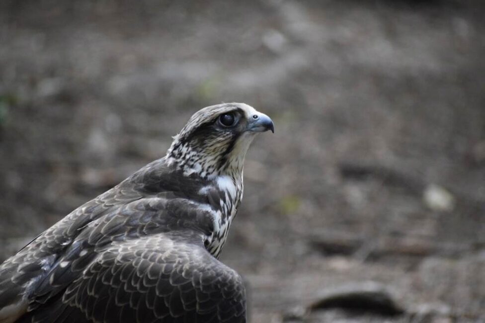 Ptaki łowne na polskich terenach łowieckich