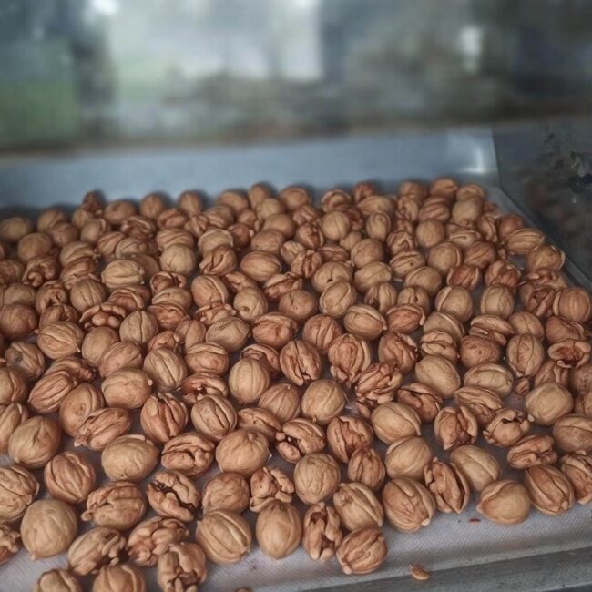 Przechowywanie suszonych orzechów włoskich